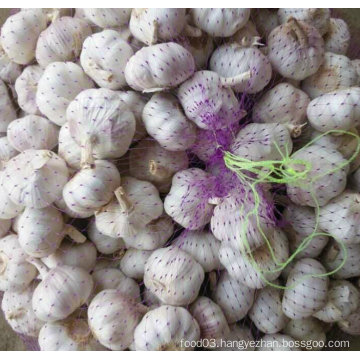 Golden Supplier of Fresh White Garlic New Crop